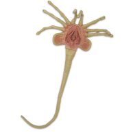 Alien Life Size Replica - Facehugger